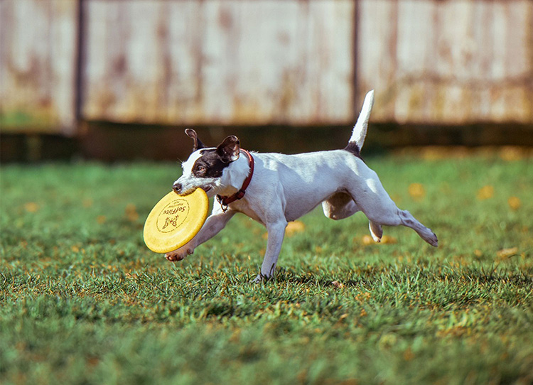 Tick Cleaning for Pets